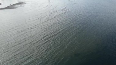 Flamingo, denizde uçan flamingo sürüsü