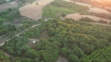 green forest, aerial green forest and rural area