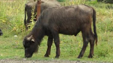 Bizon otlaması, bufalo otlaması.