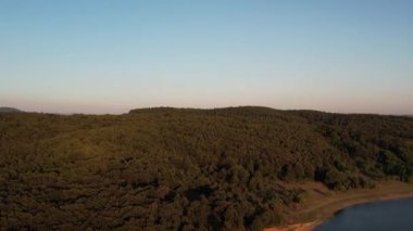 pine forest, aerial shot pine forest hit by evening crimson 