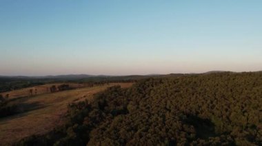 pine forest, aerial shot pine forest in the red of the evening sun