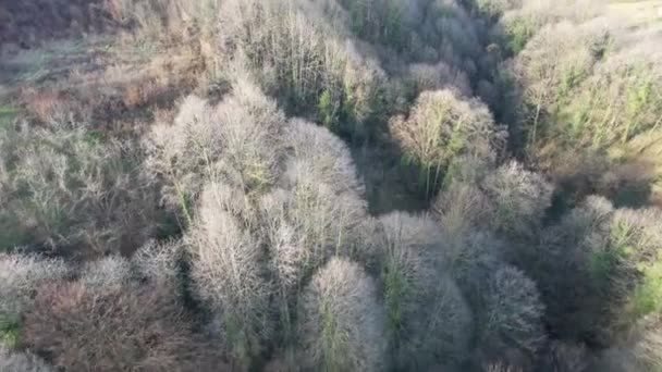Ağaçlar Sonbaharda Havadan Dökülen Yapraklar — Stok video