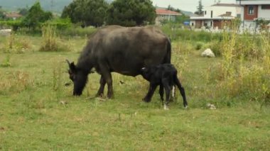 Bizonlar, bufalolar ve yavru bufalolar çimenlerde otluyor.