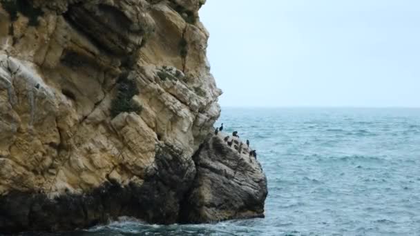 Deniz Kenarındaki Uçurumlarda Karabatak Sürüsü Vahşi Yaşam — Stok video