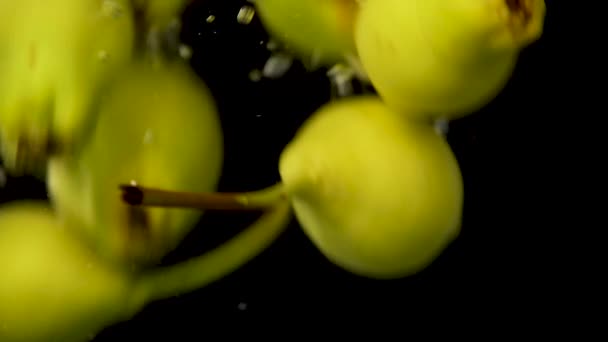 梨黒の背景に水を撒く梨 — ストック動画
