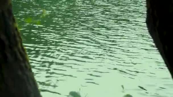 Lago Bosque Lago Verde Vista Bosque Través Las Ramas — Vídeos de Stock