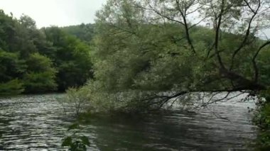 Göl ve orman, yeşil göl ve orman dalların arasından görünüyor.
