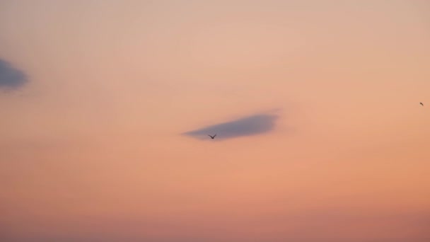 Möwe Mit Einsamen Und Grauen Wolken Bei Sonnenuntergang — Stockvideo