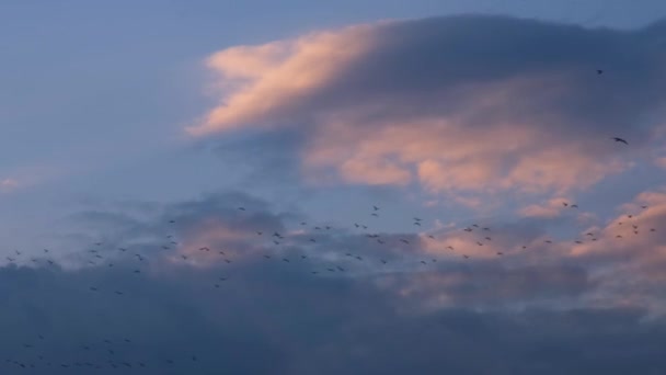 飞行的鸟 云和飞行的鸟 4K高质量 — 图库视频影像
