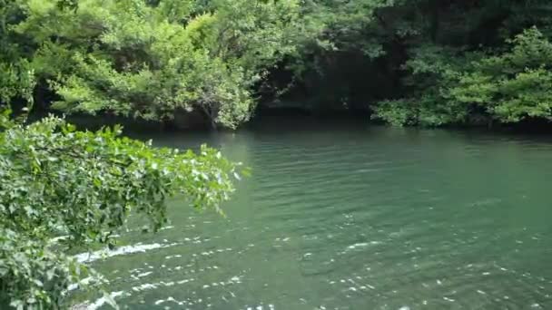 Lago Foresta Lago Verde Vista Foresta Attraverso Rami — Video Stock