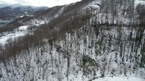 Снежный Лес Воздушный Кадр Снежных Вечнозеленых Деревьев — стоковое видео