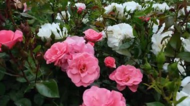 Güller, pembe güller bahçede sallanıyor