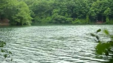 Göl ve orman, yeşil göl ve orman dalların arasından görünüyor.