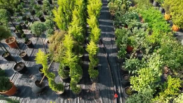 Jardim Botânico Jardim Botânico Aéreo Com Várias Mudas Árvores — Vídeo de Stock