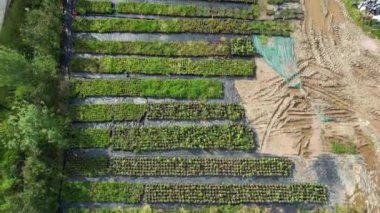 Modern çiftçilik, tohum bahçesi ve modern tarım yöntemleri.