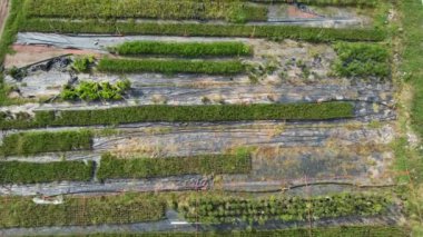 Modern çiftçilik, tohum bahçesi ve modern tarım yöntemleri.
