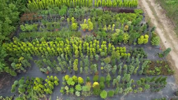 Flygfodrad Trädplantskola Högkvalitativ Film — Stockvideo