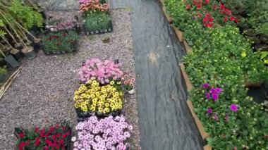 Süslü bitkiler ve çiçekler, 4K yüksek kalite.