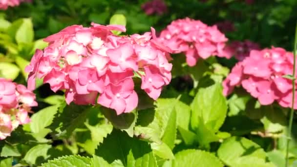 Hortensia Fleur Hortensia Rose Dans Jardin Images Haute Qualité — Video