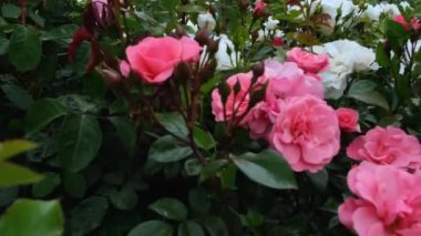 Güller, bahçede pembe güller. Yüksek kalite 4k görüntü