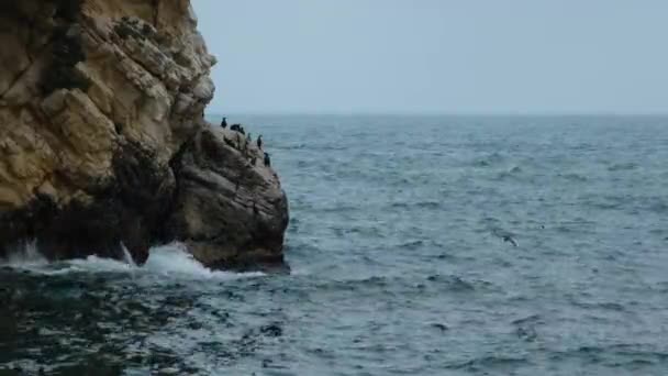 Σμήνος Κορμοράνων Βράχια Δίπλα Στη Θάλασσα Άγρια Ζωή — Αρχείο Βίντεο