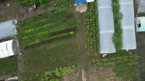 Κεραία Θερμοκήπιο Και Κήπο Εναέρια Drone Καλοκαίρι — Αρχείο Βίντεο