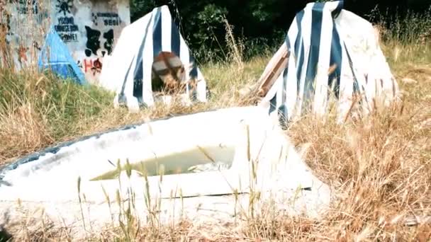 宠物收容所 被遗弃的宠物收容所 高质量的4K镜头 — 图库视频影像