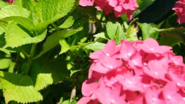Ortanca Bahçedeki Pembe Ortanca Çiçeği Yüksek Kalite Görüntü — Stok video