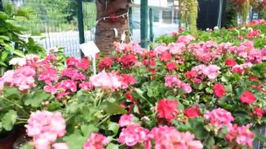Sardunya çiçeği, Kokulu Yapraklı Geranium, botanik bahçesi.
