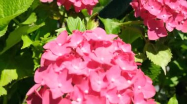 Ortanca, bahçedeki pembe ortanca çiçeği. Yüksek kalite 4k görüntü