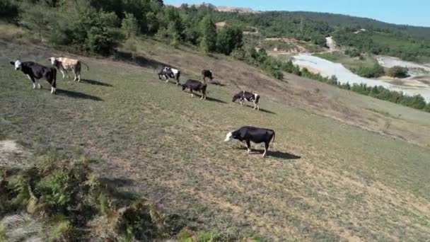 Krávy Letecké Dojnice Pasou Terénu — Stock video