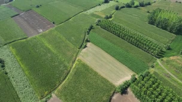 Zdjęcia Lotnicze Regularne Grunty Rolne Różne Rośliny — Wideo stockowe