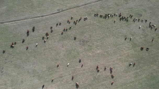 Sheep Aerial Flock Sheep High Quality Footage — Stock Video