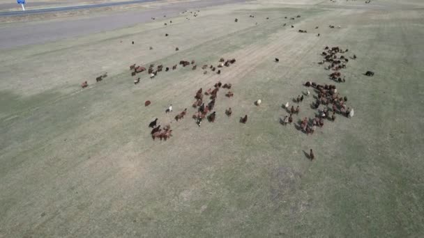 一群空中的羊 高质量的4K镜头 — 图库视频影像