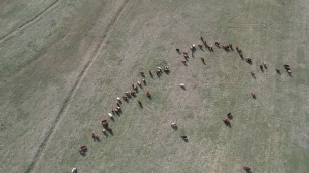 Овцы Воздушное Стадо Овец Высококачественные Кадры — стоковое видео