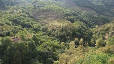 Orman, yeşil orman vadisi ve tepeler, yüksek kaliteli 4K görüntüler.