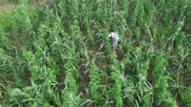 Mısır hasadı, hava çiftçisi organik mısır tarlası hasat ediyor.