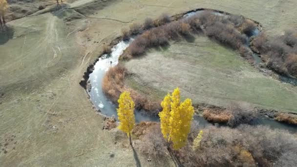 Airial Meander Stream Dan Poplar Trees Rekaman Berkualitas Tinggi — Stok Video