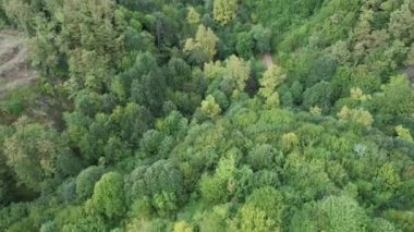 Orman, Hava Renkli Orman. Yüksek kalite 4k görüntü