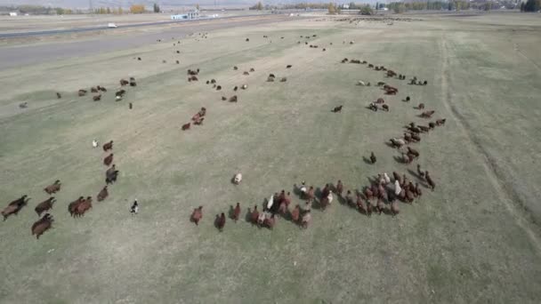 Koyun Sürüsü Koyun Sürüsü Yüksek Kalite Görüntü — Stok video