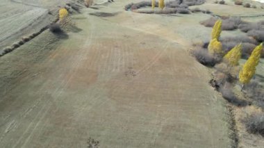 Aerial Meander deresi ve kavak ağaçları. Yüksek kalite 4k görüntü