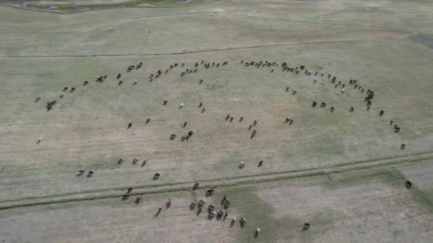 Schafe Aerial Herde Von Schafen Hochwertiges Filmmaterial — Stockvideo