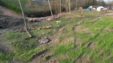 Köpek, köydeki havacı köpeği. Yüksek kalite 4k görüntü