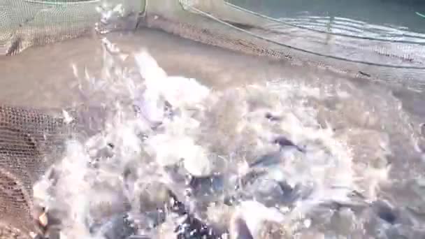 Kedi Balıkları Gölette Boğuşuyor Yüksek Kalite Görüntü — Stok video