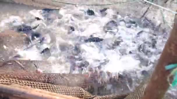 Catfish Catfish Lagoa Alta Qualidade — Vídeo de Stock