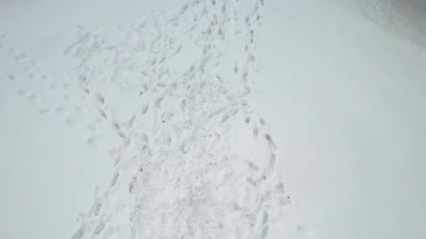 Повітряні Сліди Снігу Взимку — стокове відео