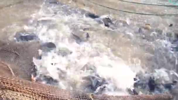 Kocie Ryby Walczą Stawie Wysokiej Jakości Materiał — Wideo stockowe