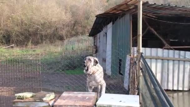 Hund Skällande Vakt Hund Skällande Genom Staket — Stockvideo