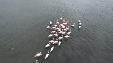 Flamingolar, flamingo sürüsü. Yüksek kalite 4k görüntü