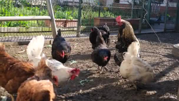 Kycklingar Utfodring Tupp Och Kycklingar Utfodring Tunneln — Stockvideo